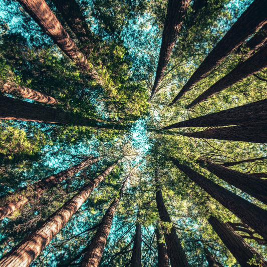 This is a picture of trees in a forest from the perspective of a person looking straight up at the tree tops.